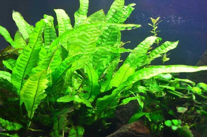 How To Attach Java Fern To Driftwood And Rock
