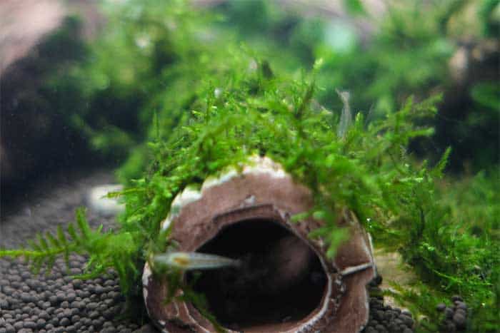 How To Attach Java Moss To Driftwood And Rock