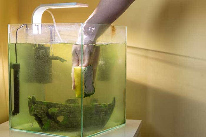 How To Remove Hard Water Stains From Fish Tank