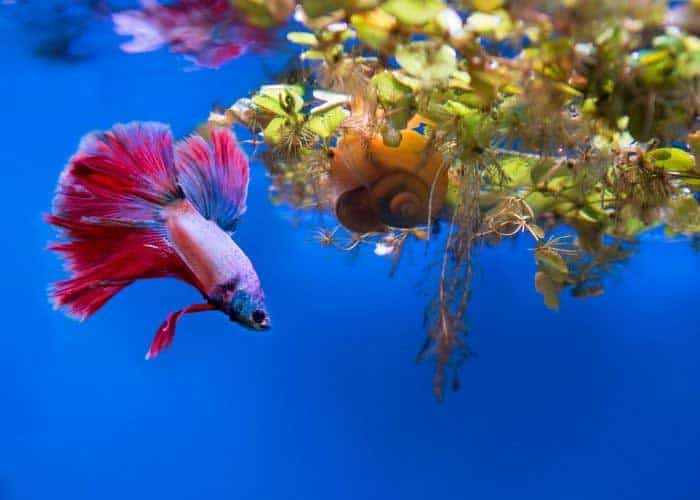 How Big Should A Betta Fish Tank Be (For optimal health) 5 Why are large tanks better than small tanks