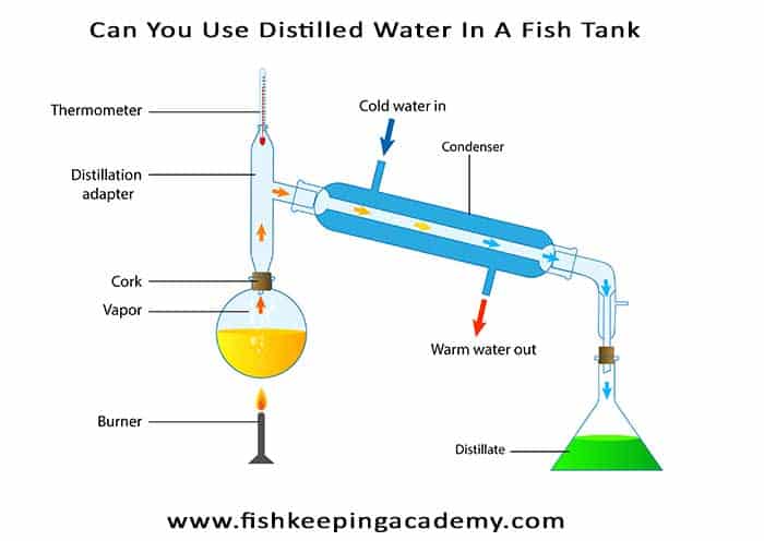 Can You Use Distilled Water In A Fish Tank