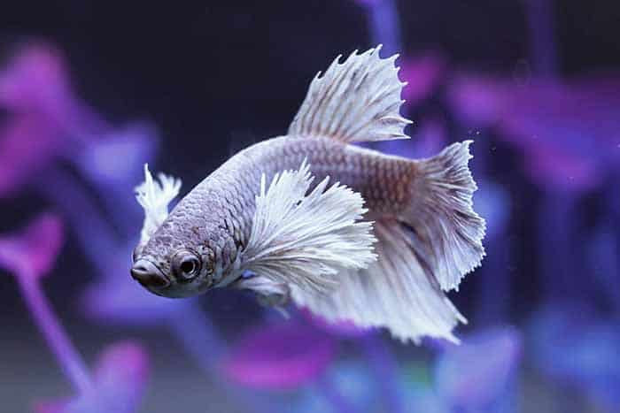 Common Signs Of A Betta Dying