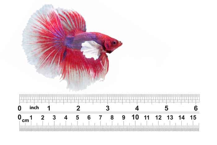 Do Betta Fish Grow (How big & how fast do they grow) – Fish Keeping Academy