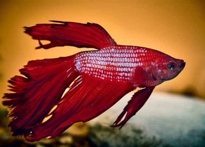 Do Betta Fish Grow (Main growth factors explained) 4 How Big Do Bettas Get