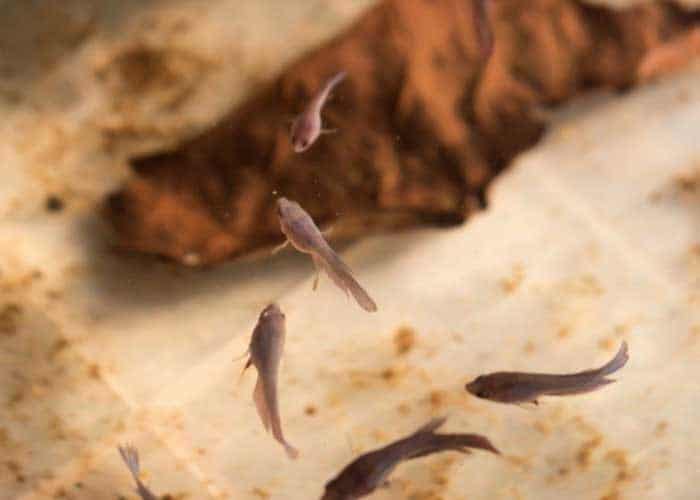 How Often Do You Feed Baby Betta Fish