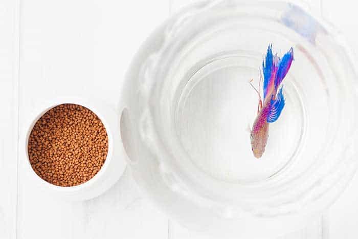 How Often To Feed Betta Fish (Example Feeding Charts)