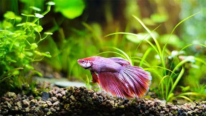How To Comfort A Dying Betta Fish