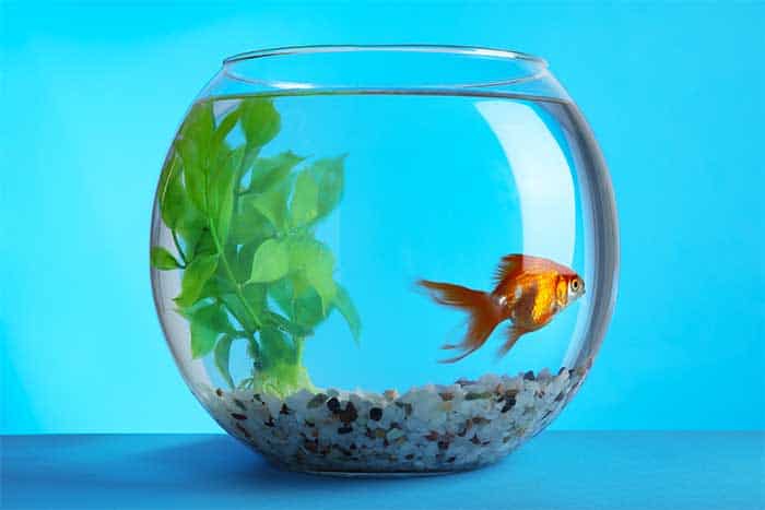 How To Get Fish Tank Water Crystal Clear