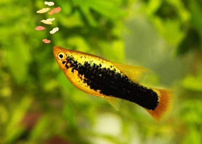 Overfeeding Can Cause Cloudy Aquarium Water