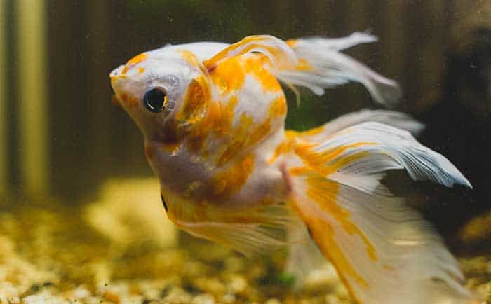 Swim Bladder Disease