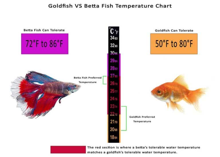 Can Betta Fish Live With Goldfish chart) Fish Keeping Academy
