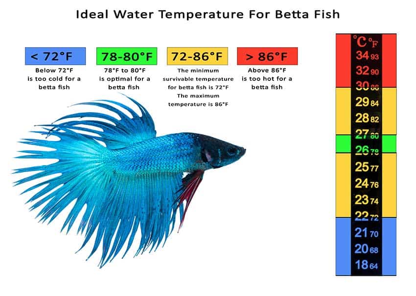 Water Temperature For Betta Fish