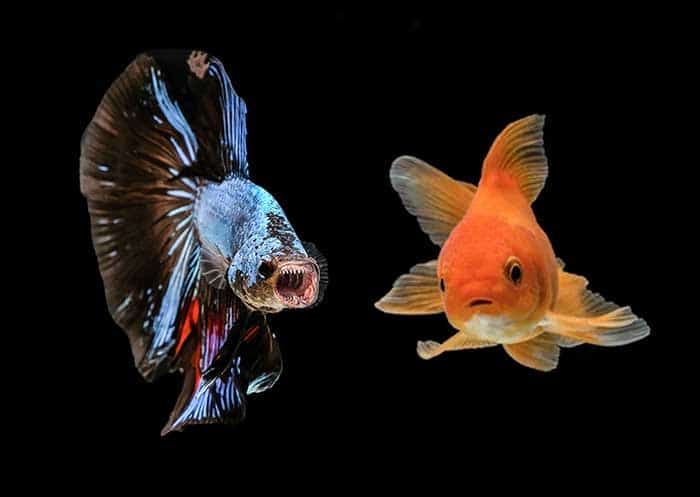 Can Betta Fish Live With Goldfish