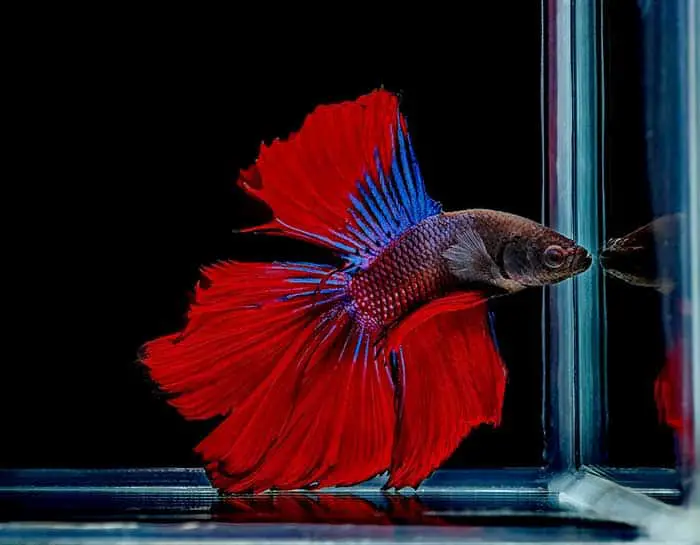 Do Betta Fish Get Lonely Or Bored On Their Own – Fish Keeping Academy