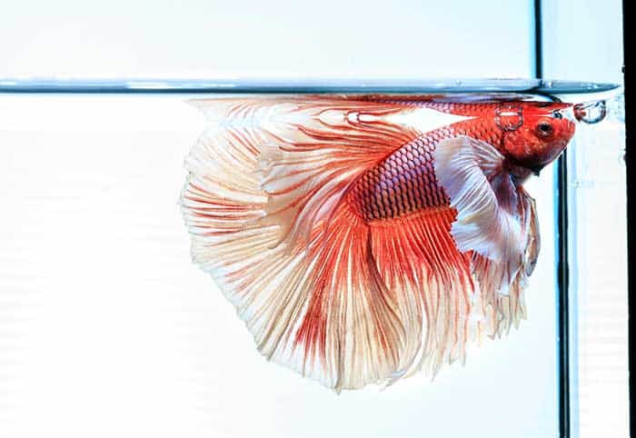 Do Betta Fish Get Lonely Or Bored On Their Own 4 Do Betta Fish Like To Be Alone