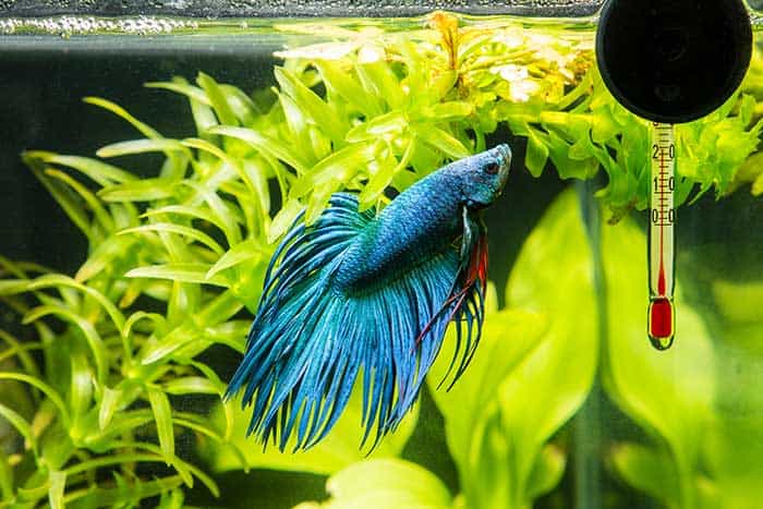 Do Betta Fish Need A Heater (Can they live in cold water) 19 Do Betta Fish Need A Heater