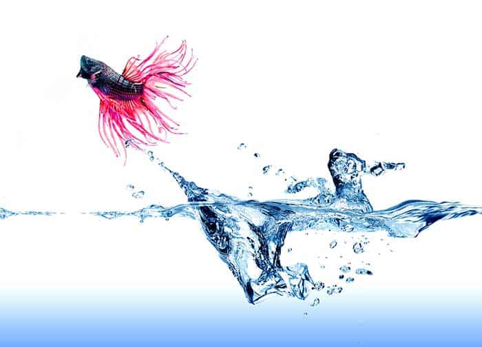 Do Betta Fish Get Lonely Or Bored On Their Own 5 How To Tell If A Betta Fish Is Happy