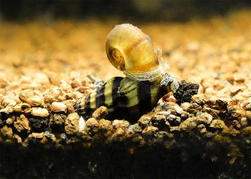 Assassin Snail Eating A Ramshorn Snail