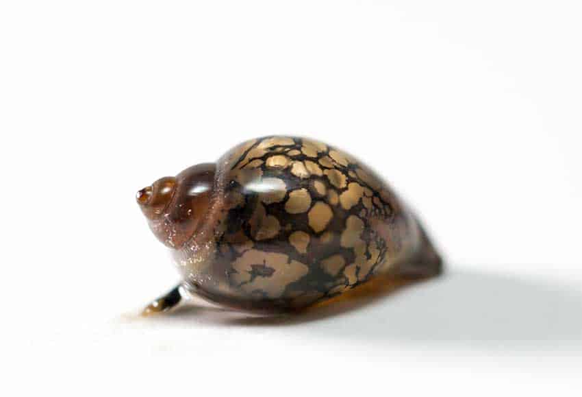 Pest Aquarium Snails (Removal And Prevention) 7 Bladder Snail