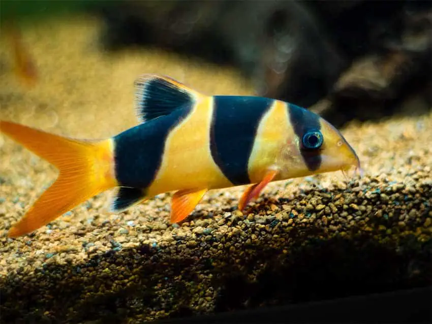 Clown Loach Eat Pest Snails