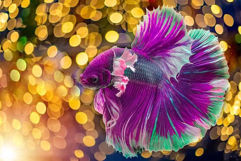 Do Betta Fish Need Light (Complete guide to betta lighting) 1 Do Betta Fish Need Light