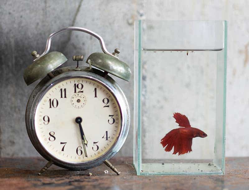 Do Betta Fish Need Light (Complete guide to betta lighting) 4 How much light do betta fish need