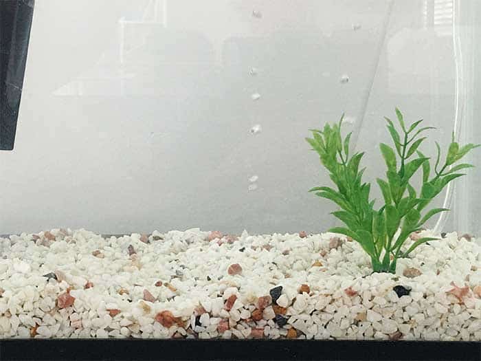 How To Clean Fish Tank Gravel Without A Vacuum