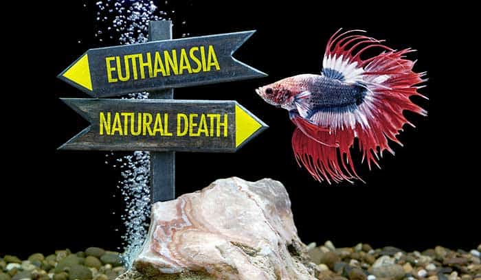 How To Euthanize A Betta Fish
