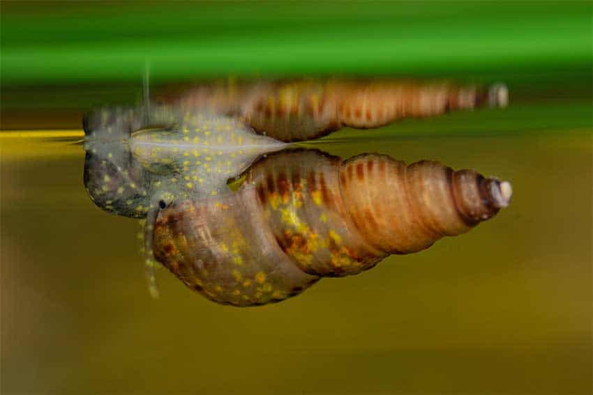 Malaysian Trumpet Snail - Red Rimmed Melania