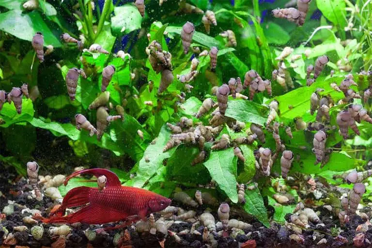 Pest Aquarium Snails Removal And Prevention