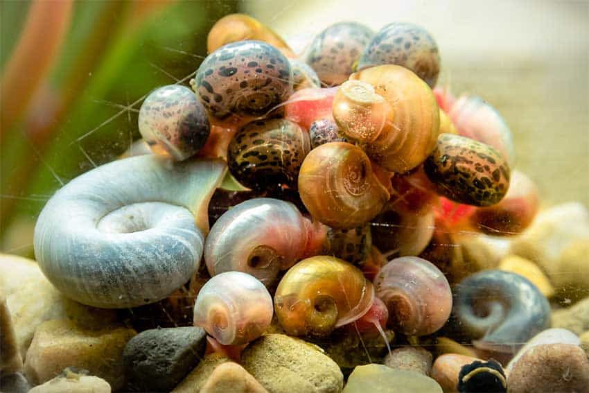 Ramshorn Snail