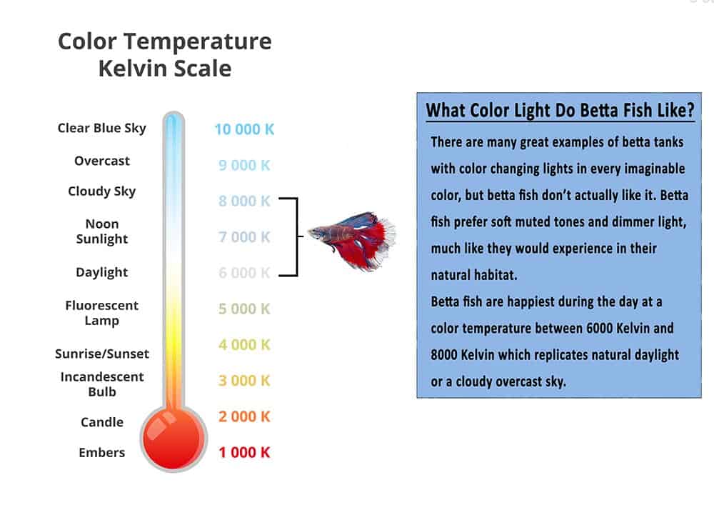 What Color Light Do Betta Fish Like