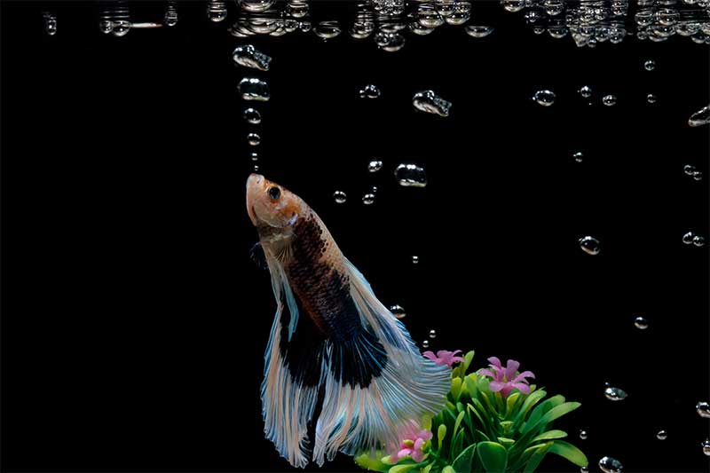 do female betta fish blow bubbles