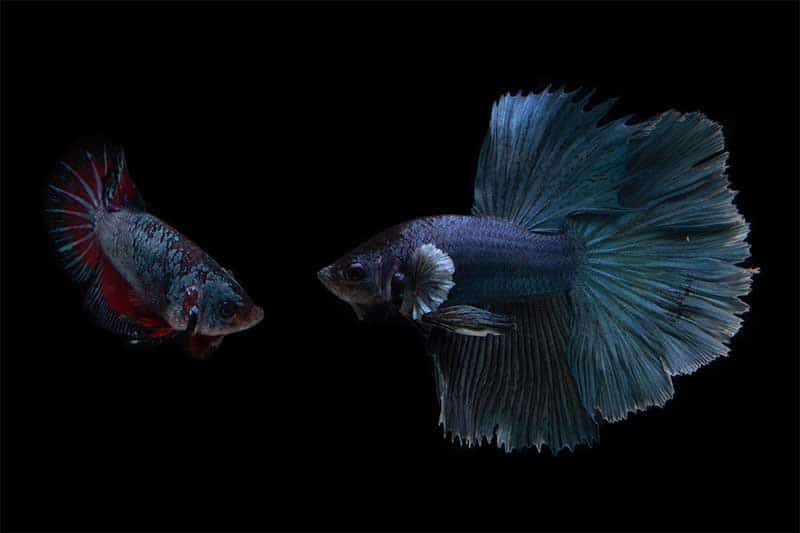 do male and female betta fish fight each other