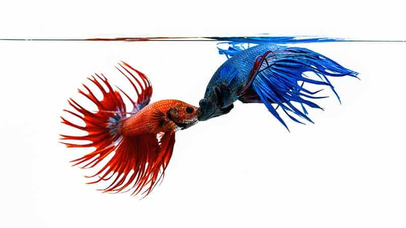 How do betta fish fight