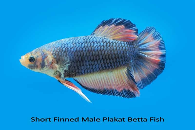 Image of a male Plakat betta fish, often mistaken for a female betta due to its short fins.