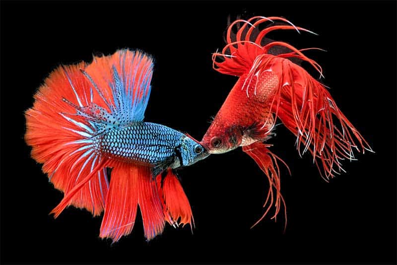 Why do betta fish fight