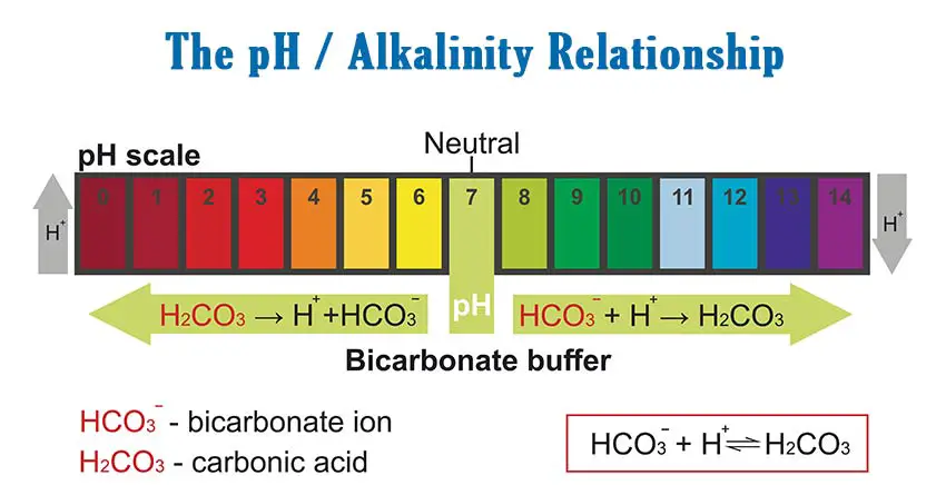Infographic showing the relationship between alkalinity and pH and how one affects the other.