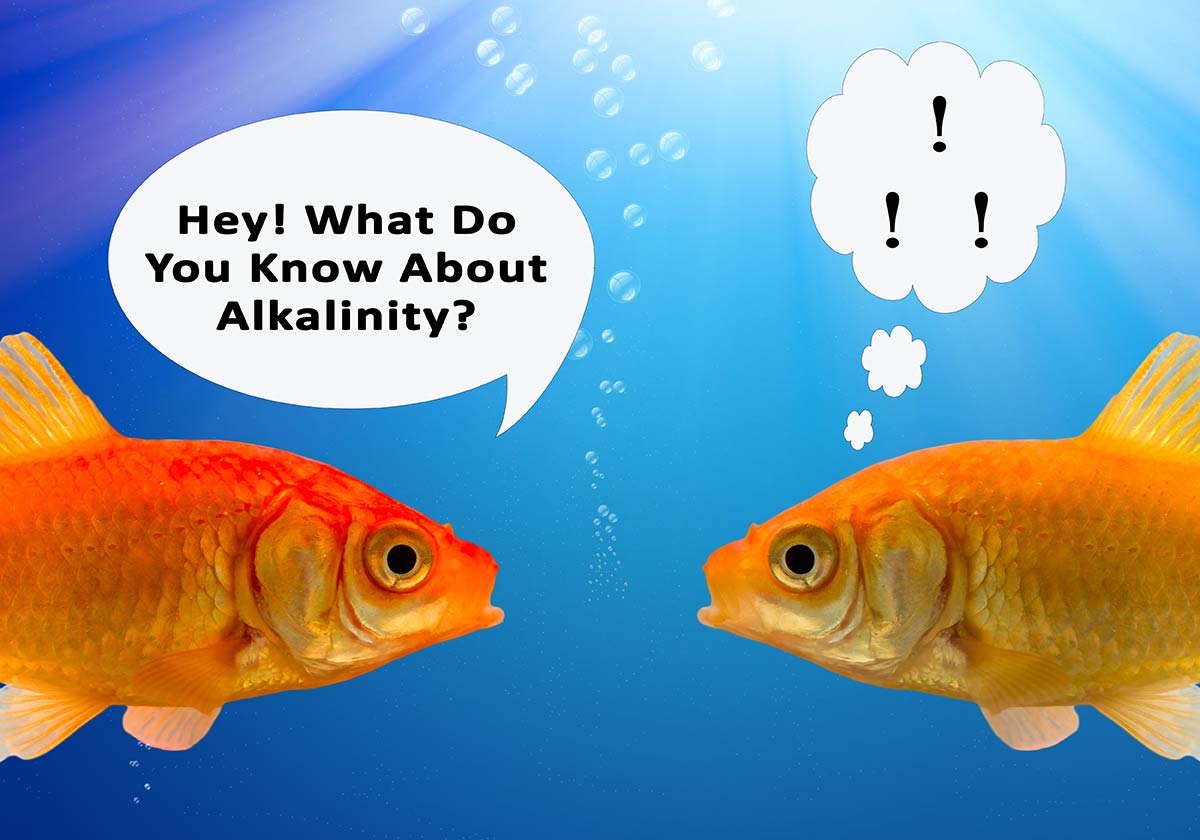 What Is Alkalinity In Aquariums