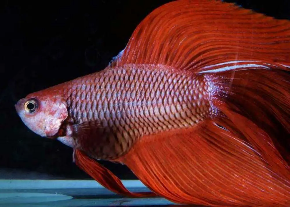 Image of a bloated betta fish