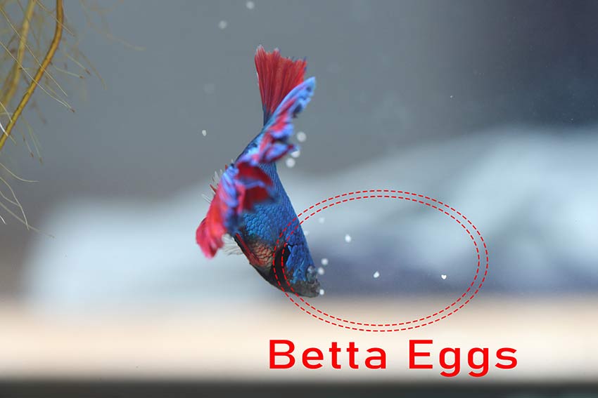Picture of unfertilized betta fish eggs.