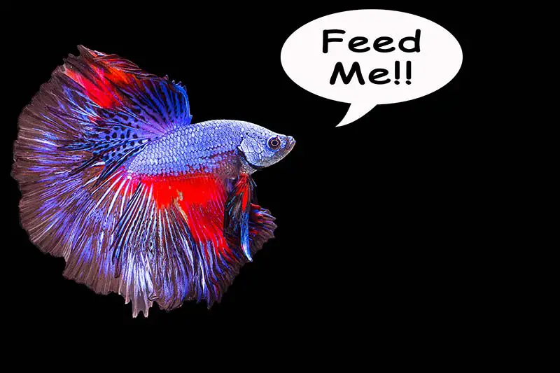 What Do Betta Fish Eat - Featured Image