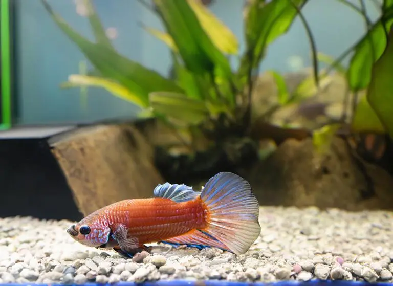 Betta Fish Not Moving (11 Top Causes & Solutions)