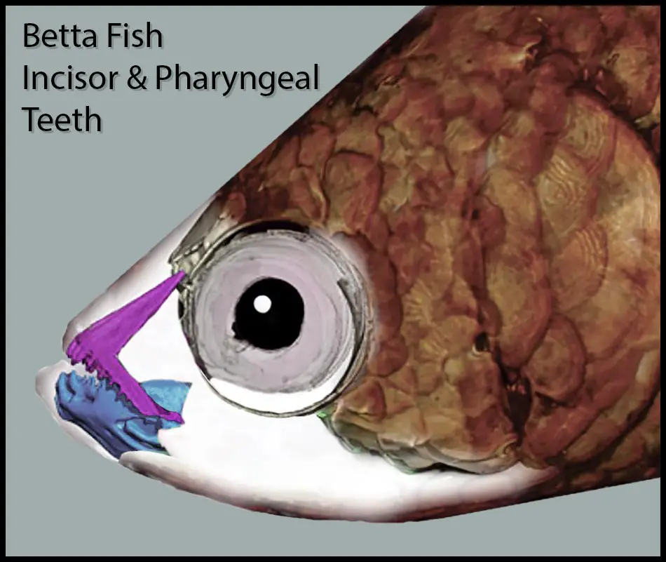 betta fish teeth diagram