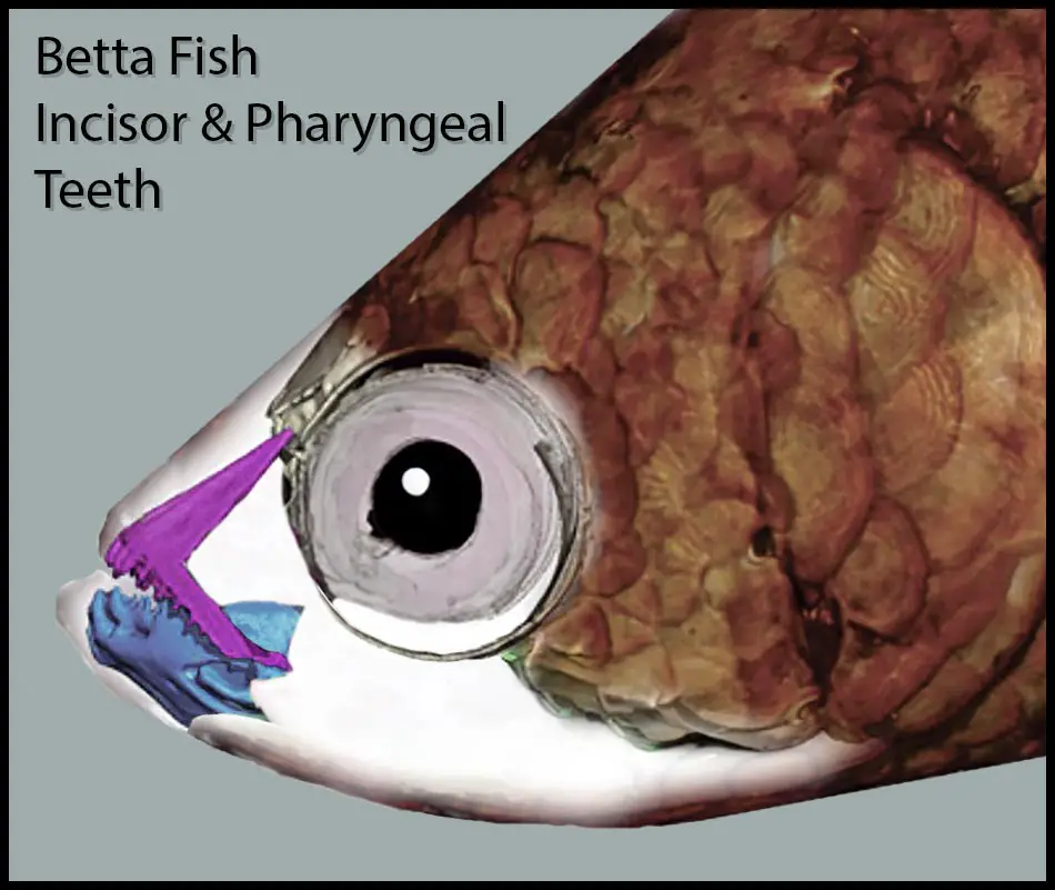 diagram of betta fish teeth betta fish teeth diagram