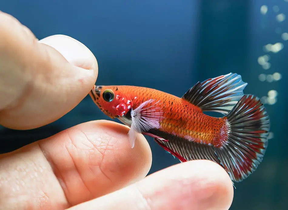 a betta fish biting a finger