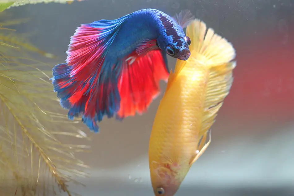 image of betta fish courting and mating behavior