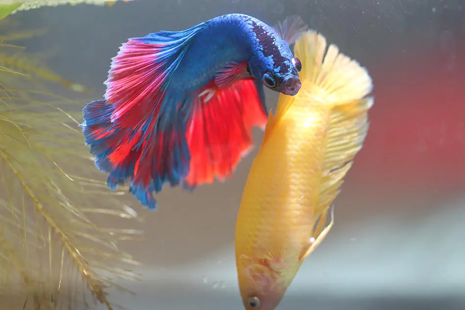 Do Betta Fish Have Teeth (for biting and fighting) 5 image of betta fish courting and mating behavior