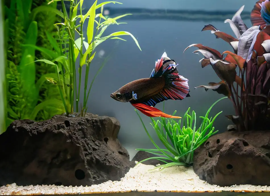 how to prevent a betta fish staying in one place