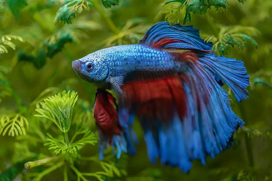 stop a betta fish biting by creating a calm environment